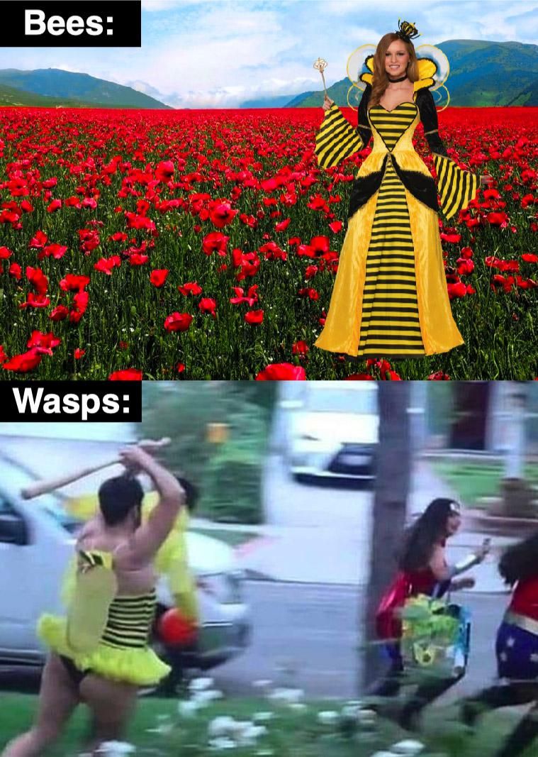 I ***ing hate wasps