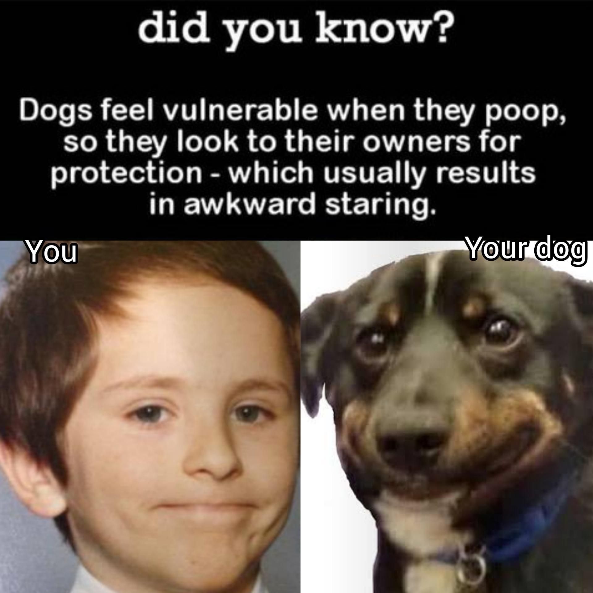 Protec the pooping good boi