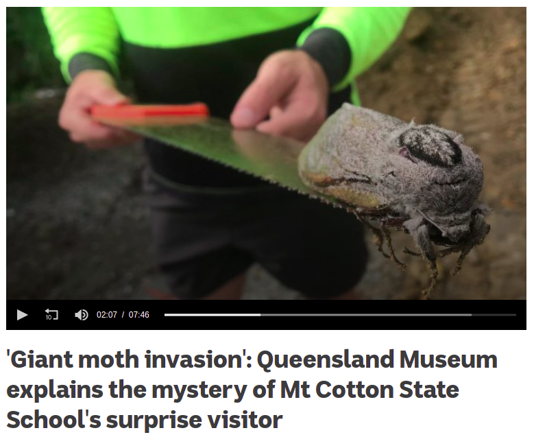 Möth - only in Australia