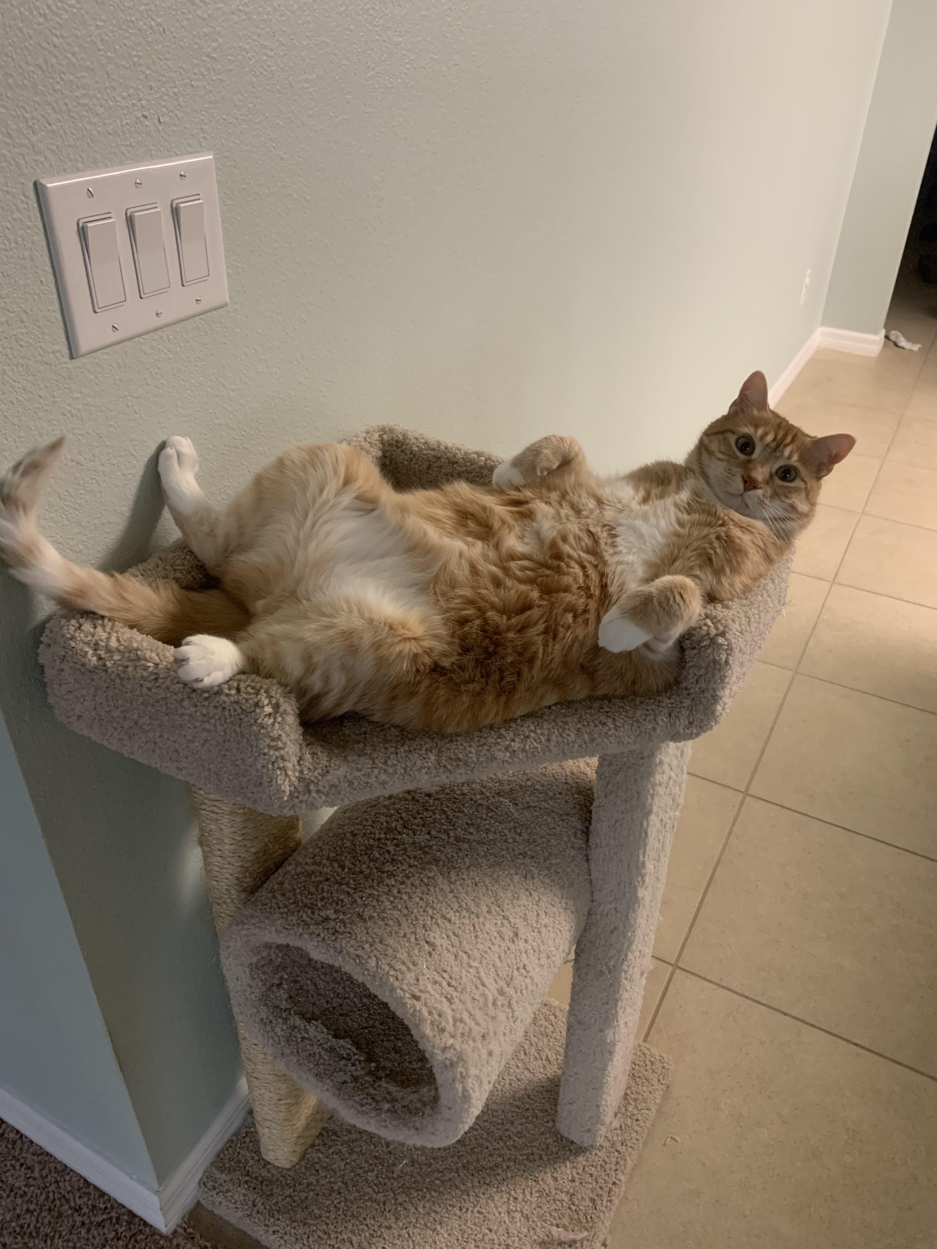 Got a new cat stand. I think he likes it.