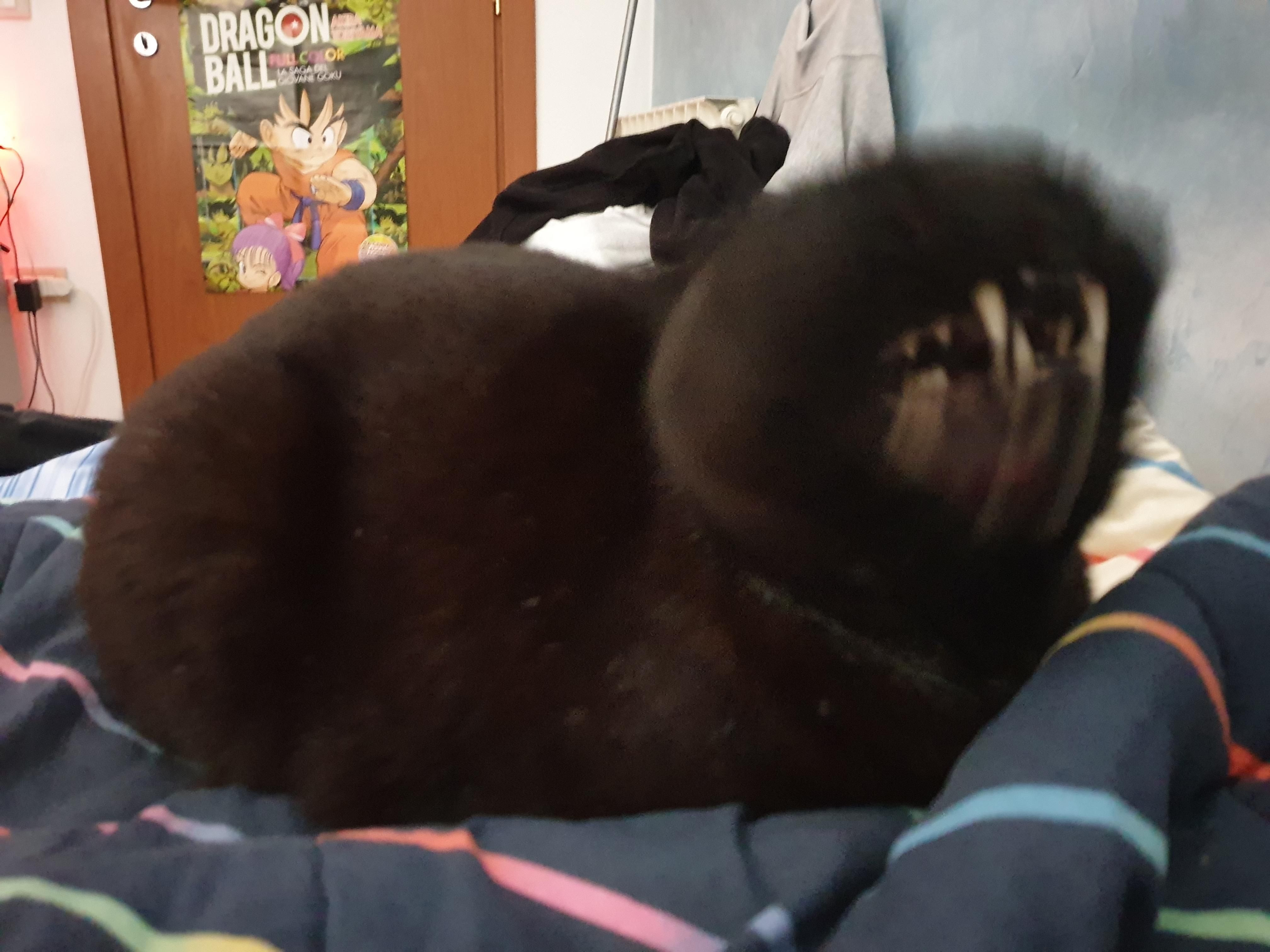 My cat sneezed while i was trying to take a photo.