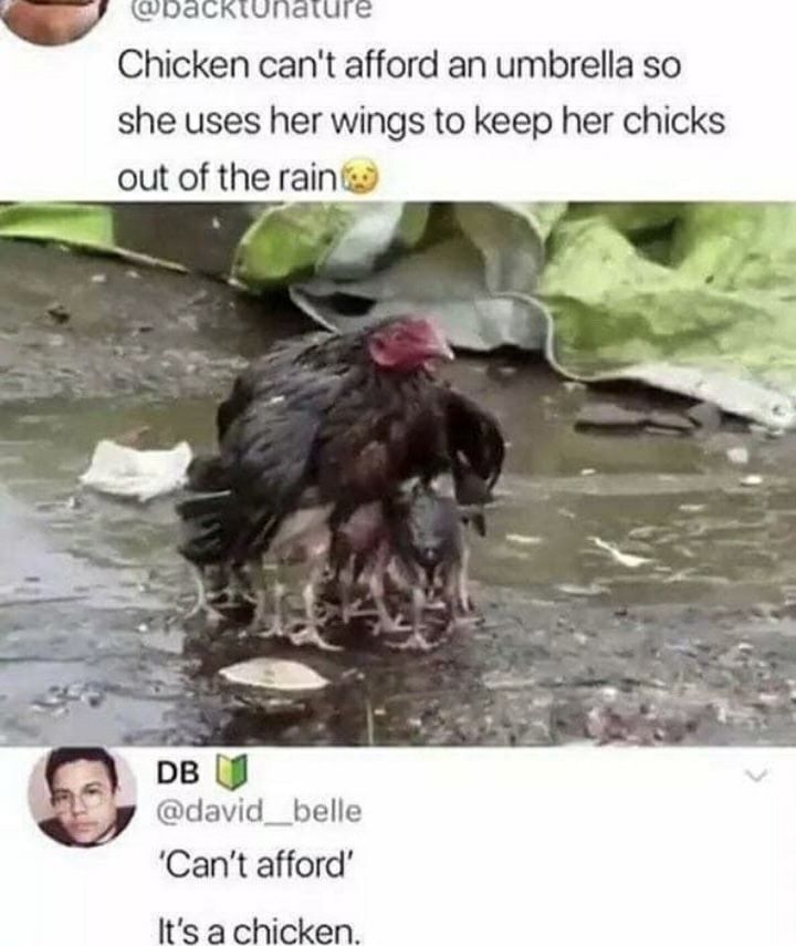ITS JUST A CHICKEN WHAT DO YOU MEAN