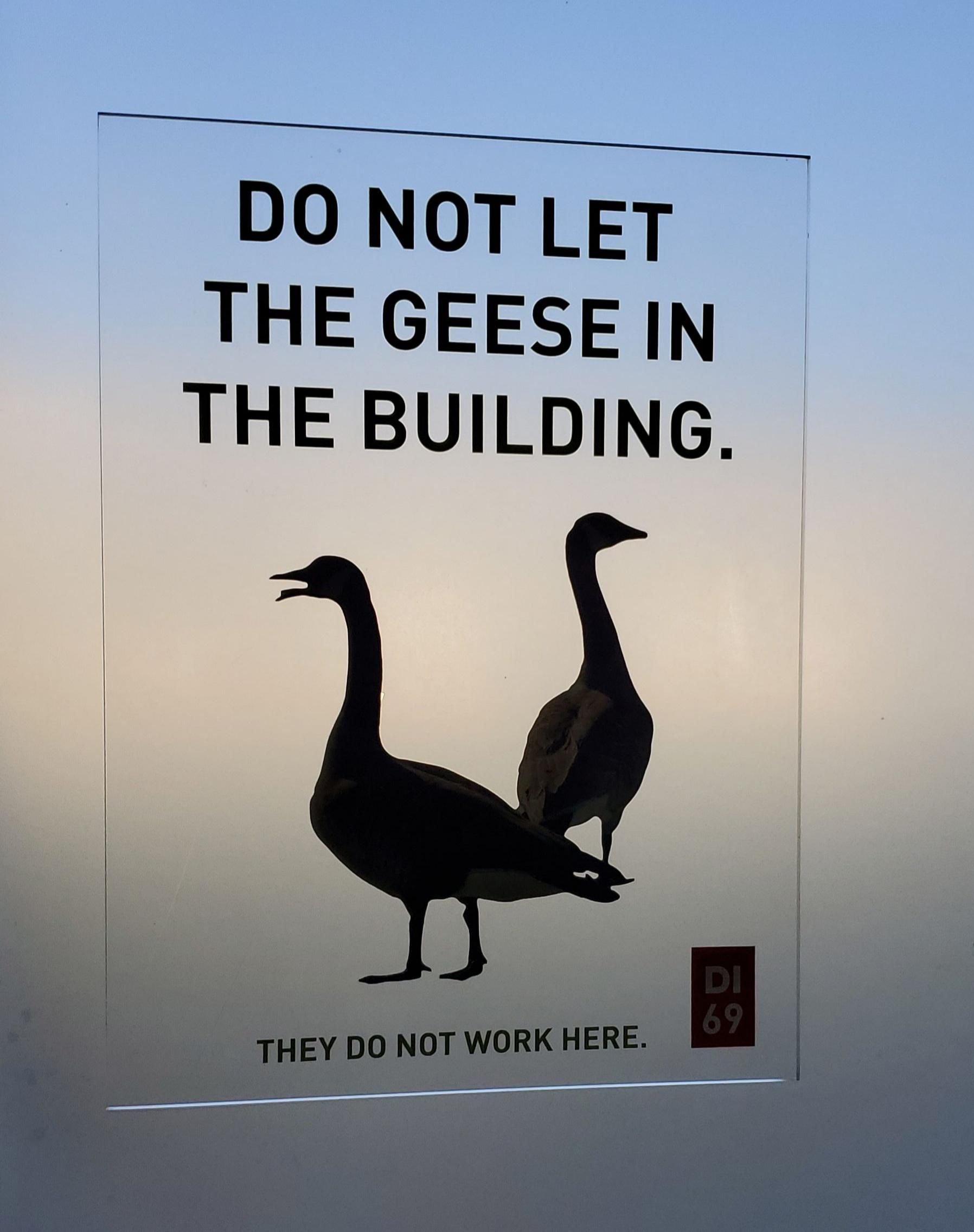 Who keeps letting the geese in the building??