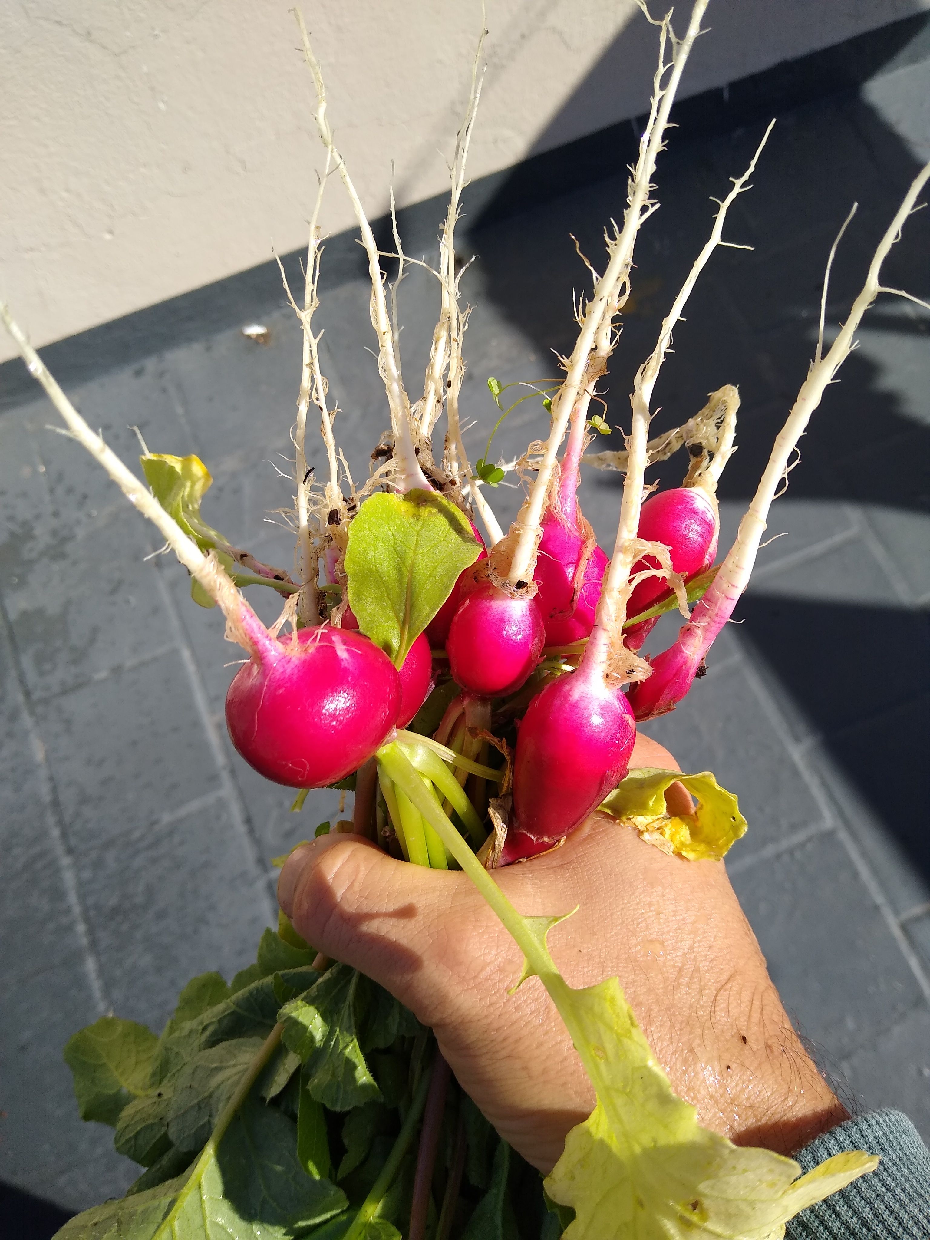 Harvest Time, hugelol radish championship