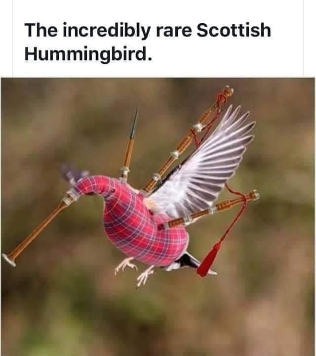 A rare bird indeed!