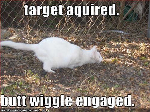 Do all cats wiggle?