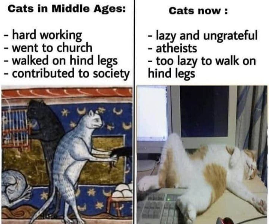 Medieval cats would’ve mocked trannies too.