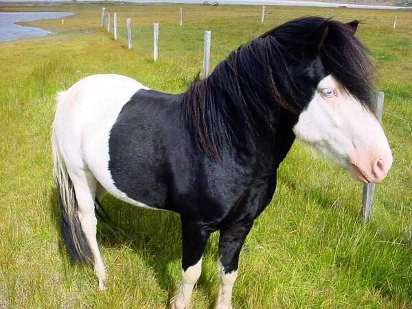 A horse that looks like a pale emo kid with a hoodie?