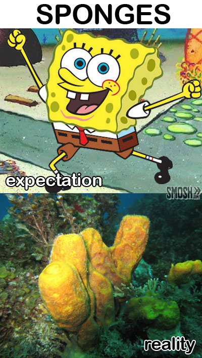 Just Spongebob