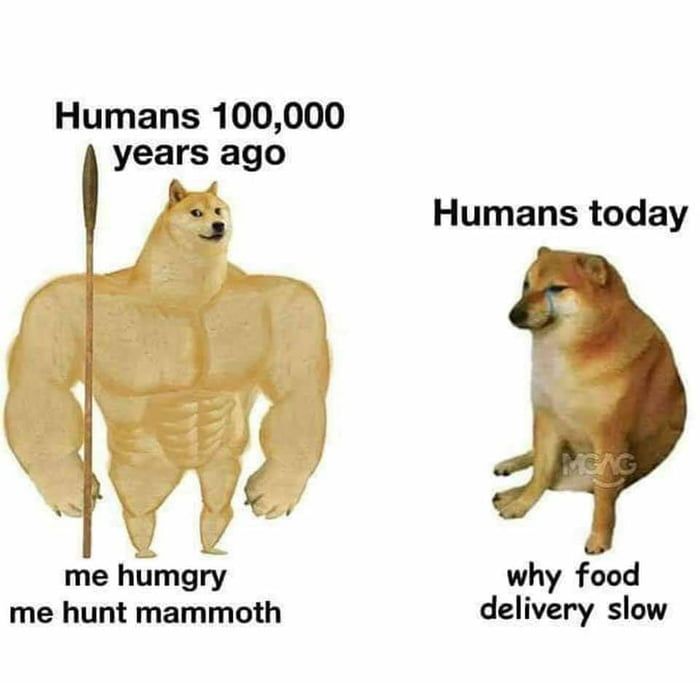 dogs