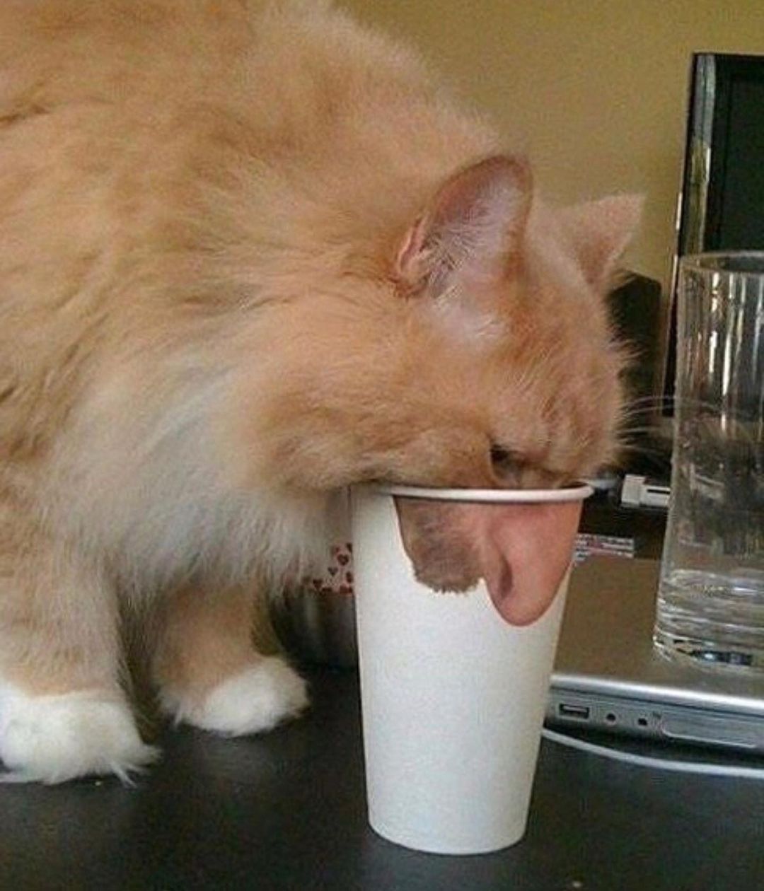 All cats are jewish