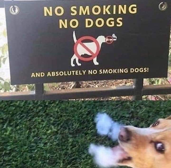 smoking dog intensifies!