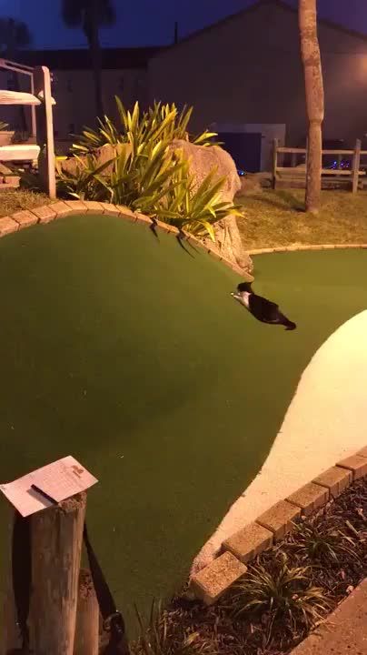 Think this counts as a hole-in-one