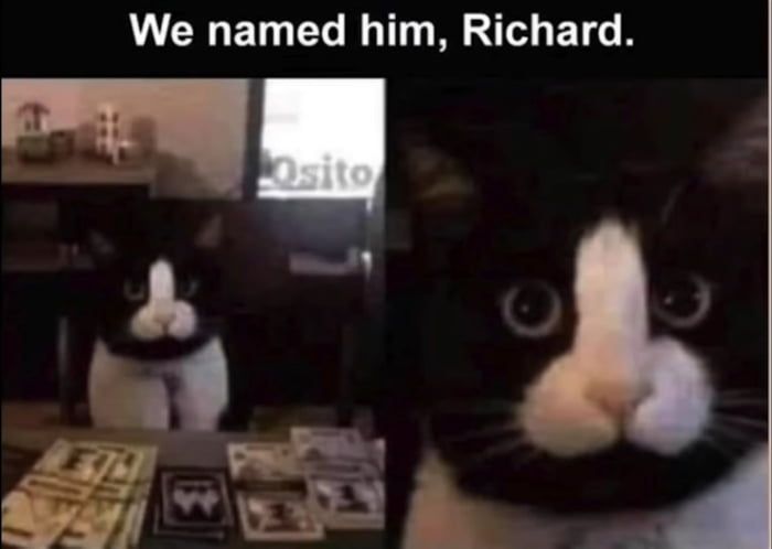 gato