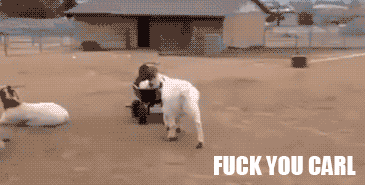 Nobody likes Carl