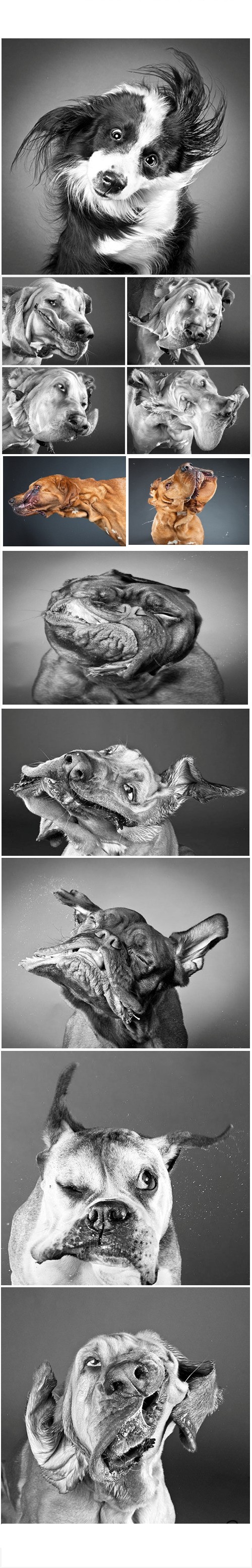 Just dogs shaking at high shutter speed