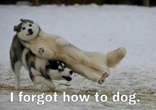 I forgot how to dog