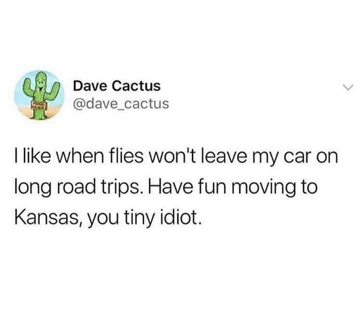 I love pranking flies