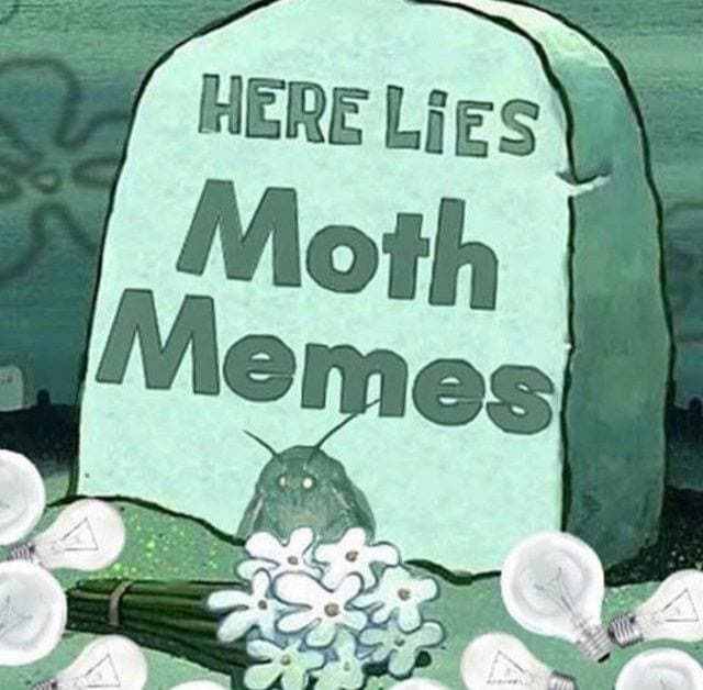 up next: moth porn