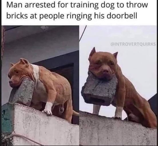 Good boi
