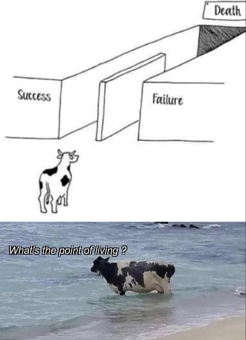 How can a cow be successfull?