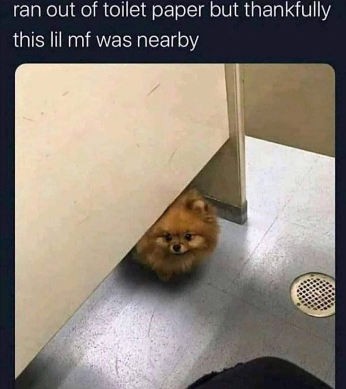 coming back to her owner with a chocolate surprise