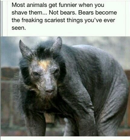 An animal sent straight from the depths of Hell... the shaved bear.