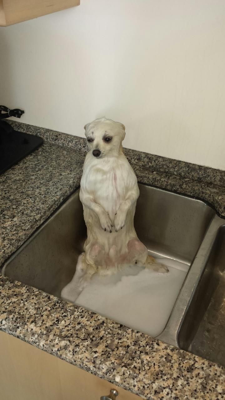 I gave my Pomeranian a bath...and he went full meerkat