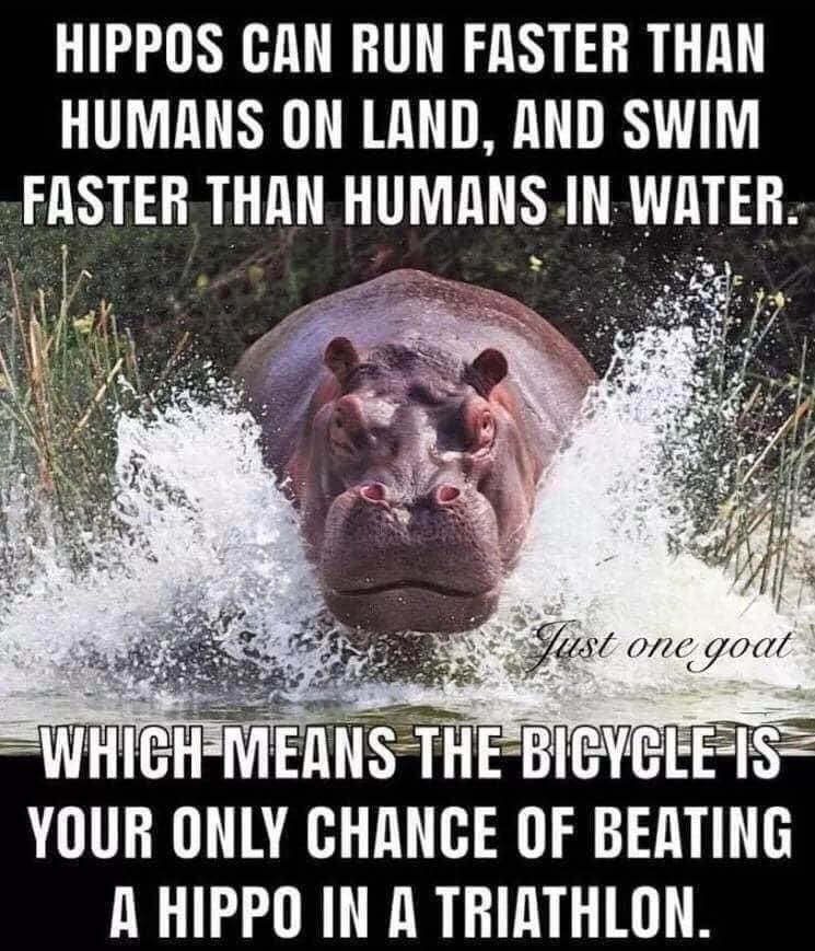 Those hippos are fast!