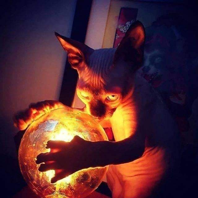 Lord Beerus plotting the next universe to destroy.