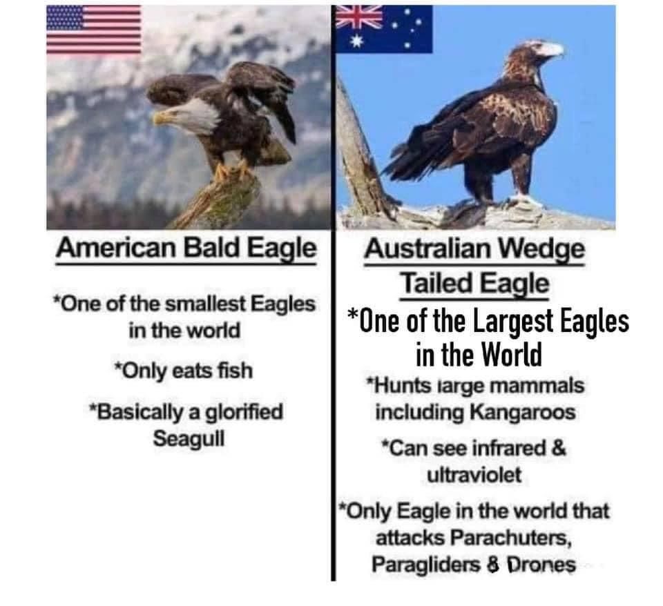 American bald eagle v Australian wedge tail eagle.