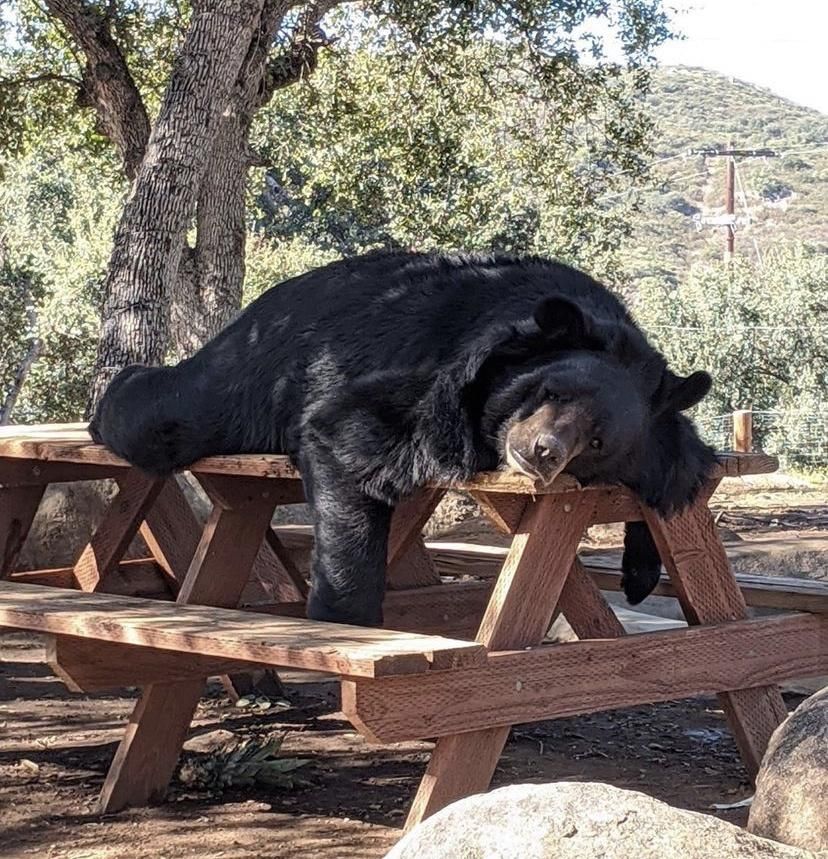 Yogi bear waits for campers to return during covid season.