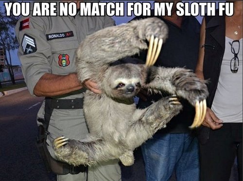 Behold, the sloth fu master