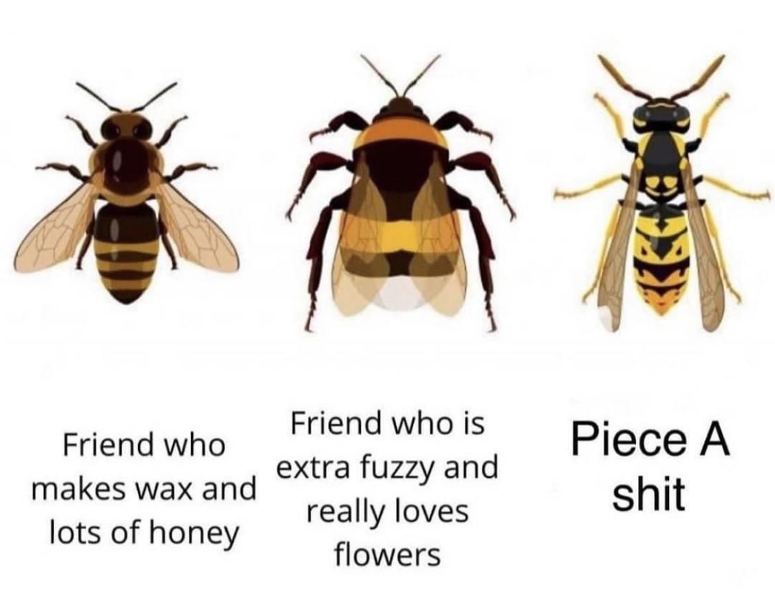 *** wasps.