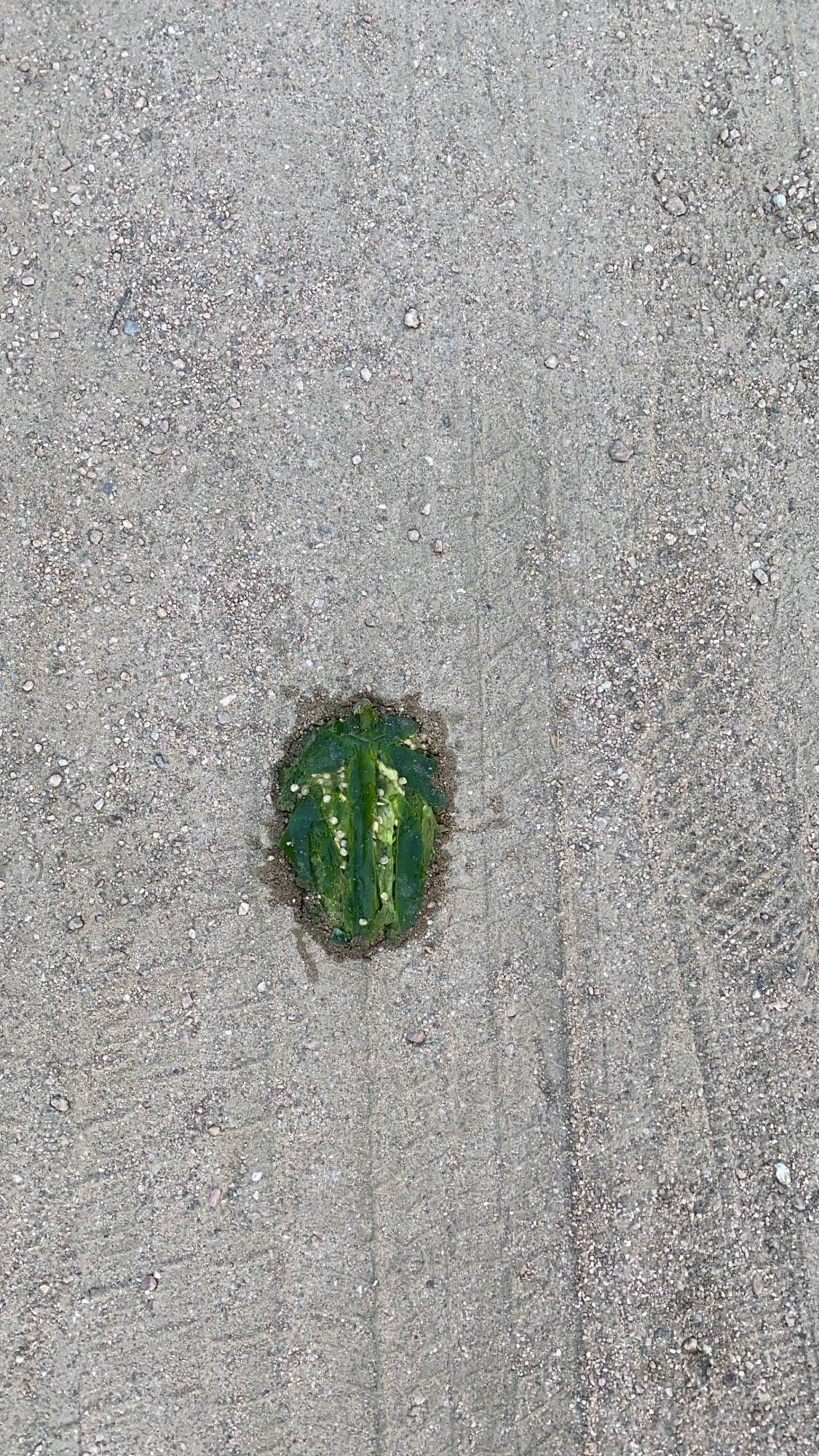 Saw some vegan roadkill at the farmers market today.