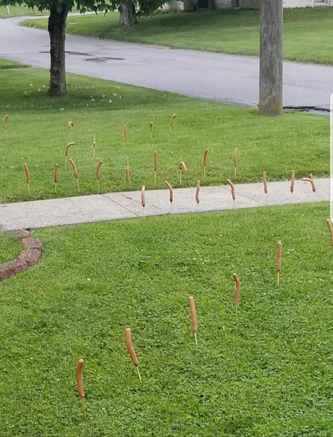 There's a Weiner Bandit in my daughter's neighborhood. I kind of hope the person doesn't get caught.