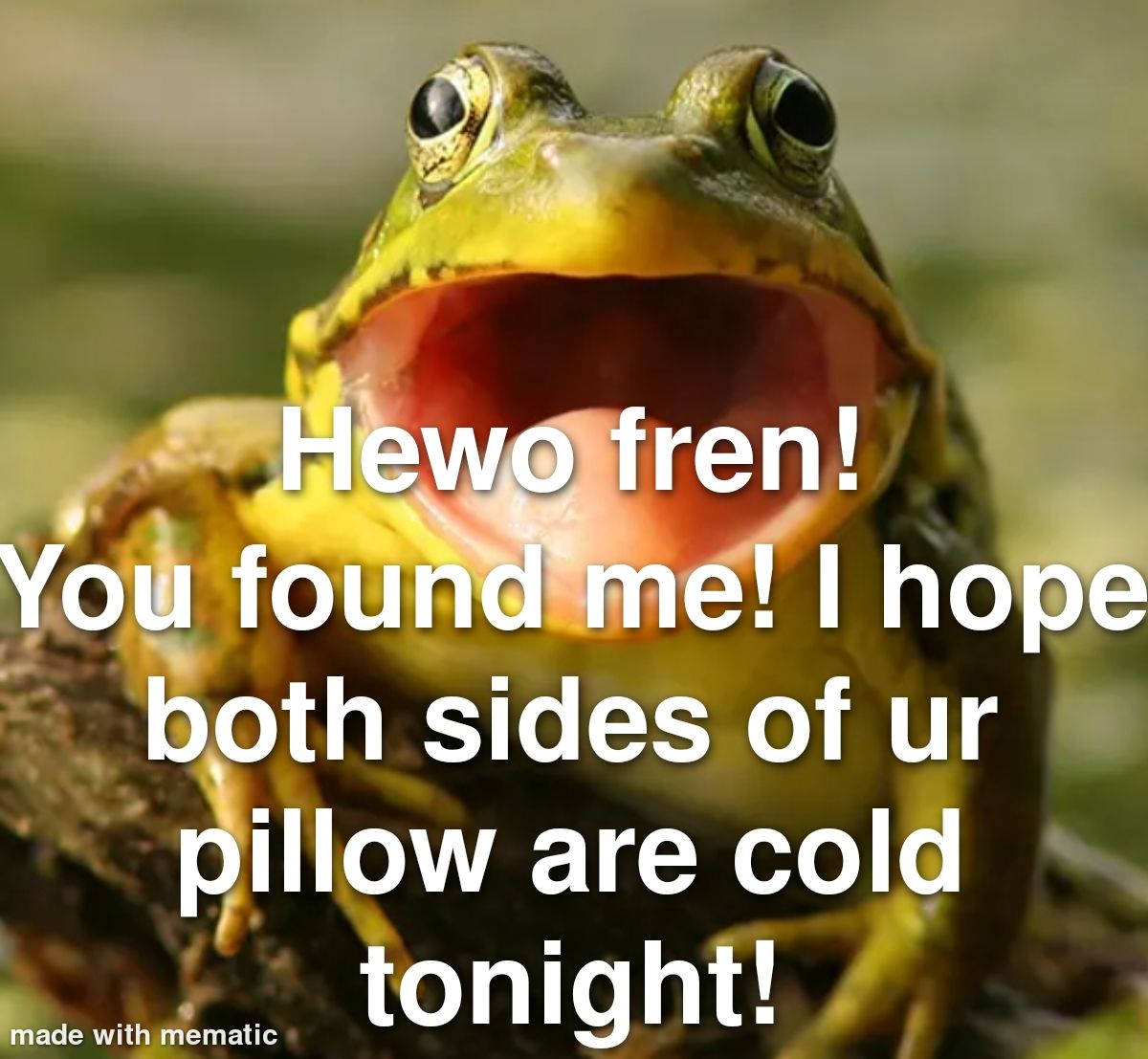 hewo froggie
