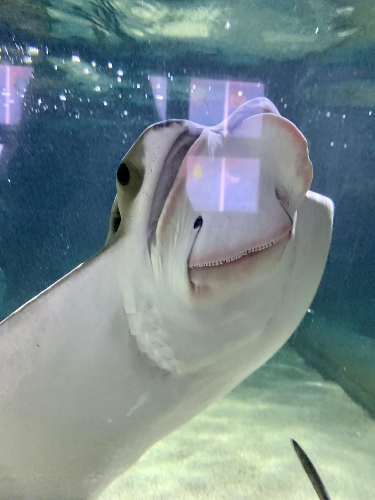 Just a stingray showing off his fabulous teeth