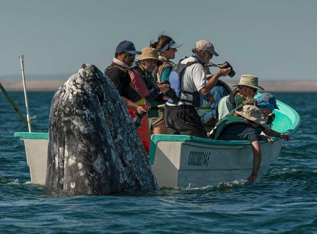 Tourists in Mexico looking the wrong way nearly miss whale sighting.