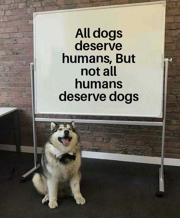 I just saw a sad videos about doggos so why not
