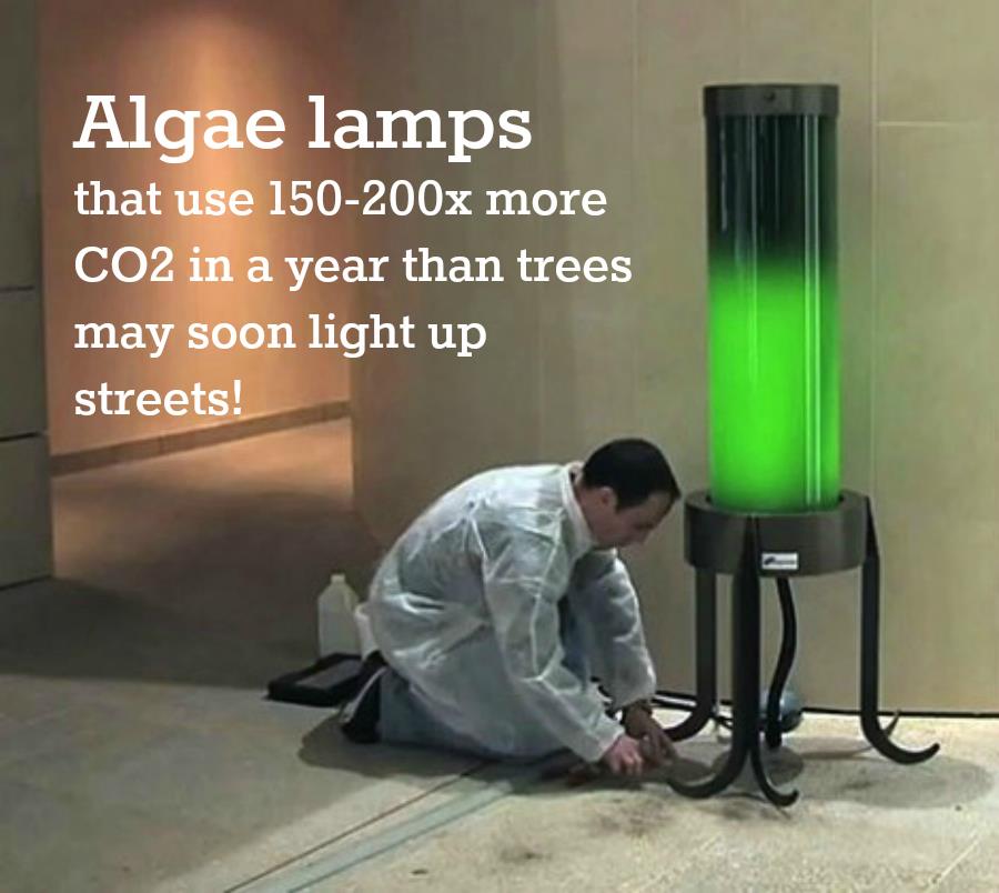 Algae Lamps
