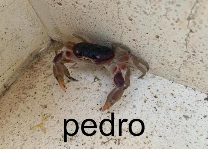 say hello to pedro
