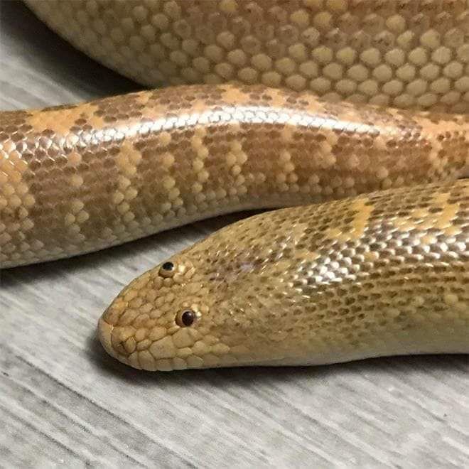 The only reason that the Arabian Sand Boa has survived this long is that its prey can't stop laughing in time to escape.