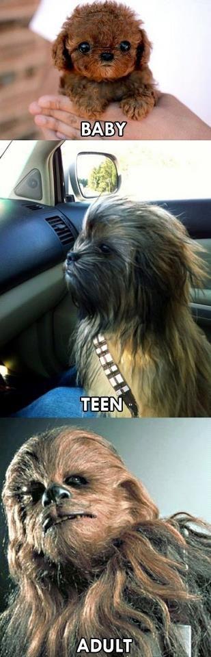 Chewbacca through the years!