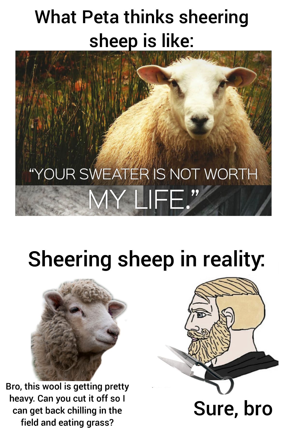 Sheep sheering meme