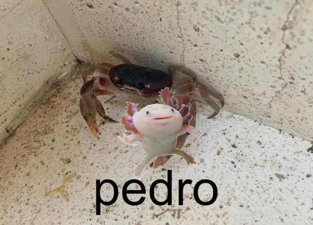 pedro brings you a pet axolotl