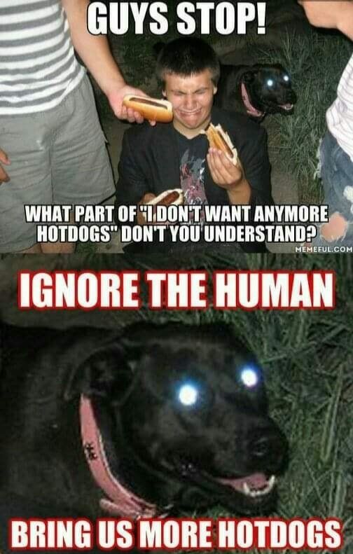 More DOGS!