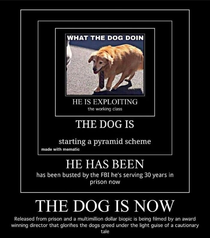 the dog