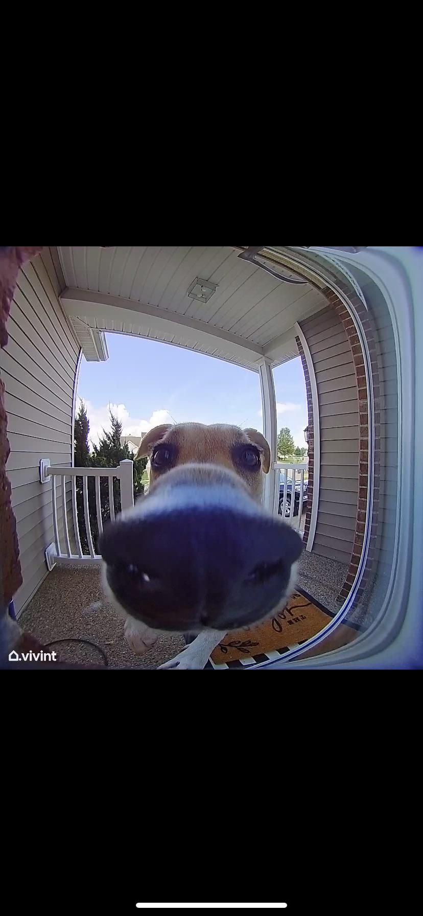 My dog learned how to use the doorbell.