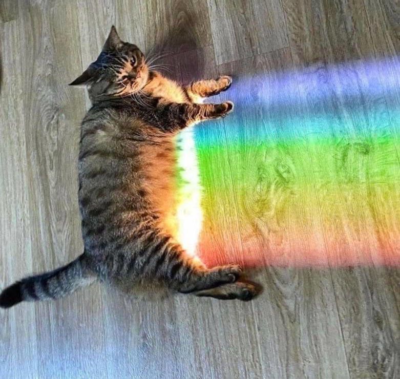 The original Nyan Cat
